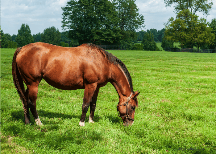 Where to Buy Thoroughbred Horses