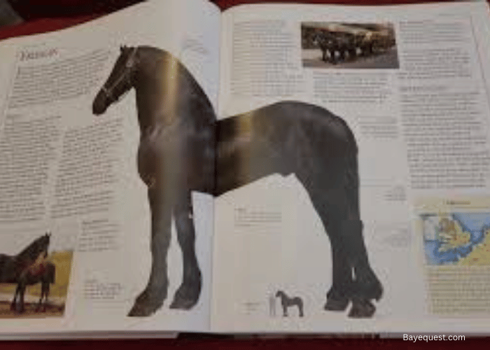 Horse encyclopedia