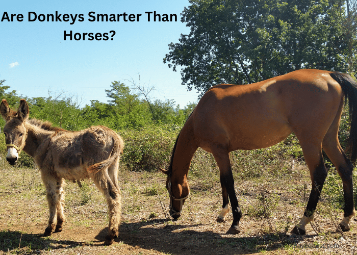 Are Donkeys Smarter Than Horses