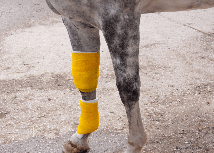 Common Horse Leg Injuries and Conditions