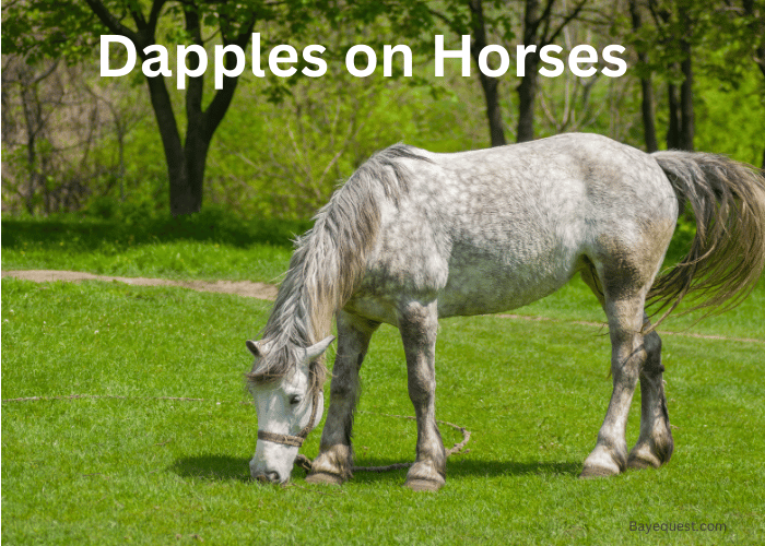 Dapples on Horses