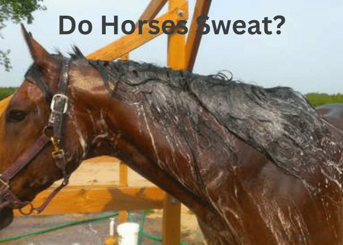 Do Horses Sweat