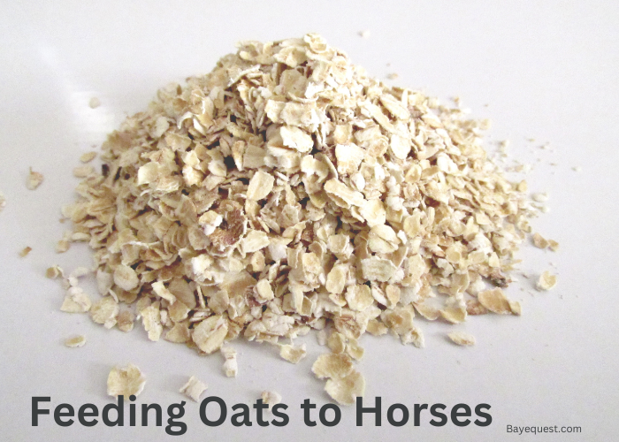 Feeding Oats to Horses