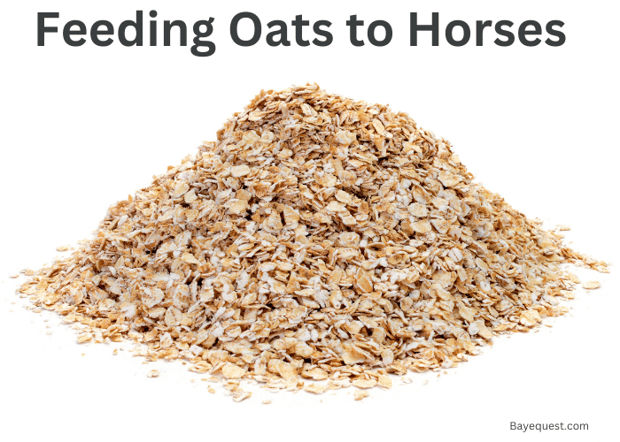 Feeding Oats to Horses