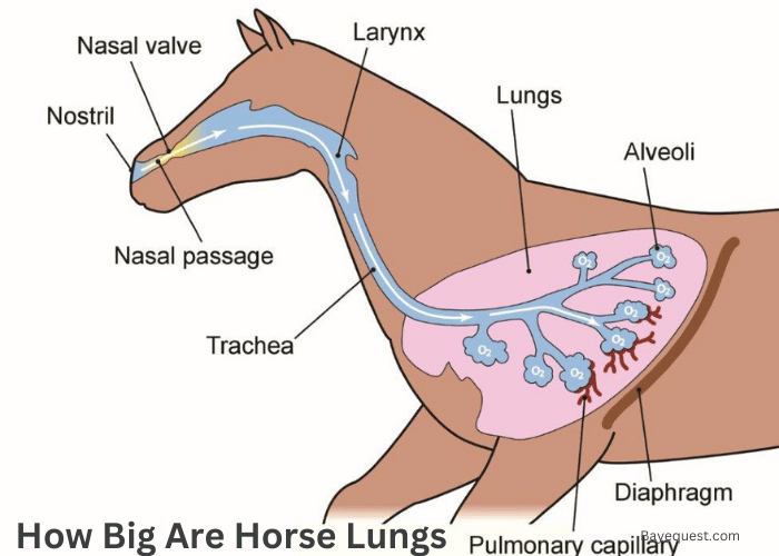 How Big Are Horse Lungs