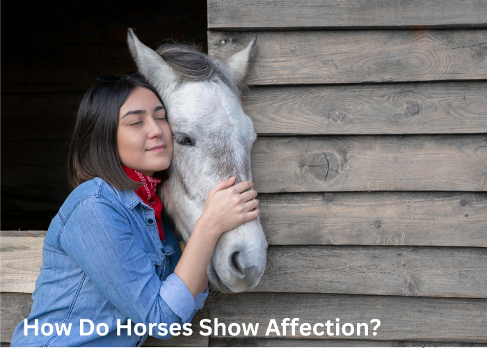 How Do Horses Show Affection