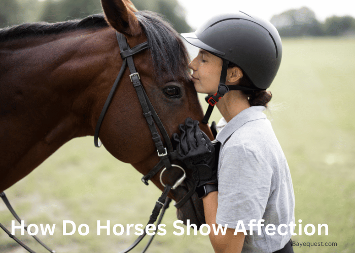 How Do Horses Show Affection