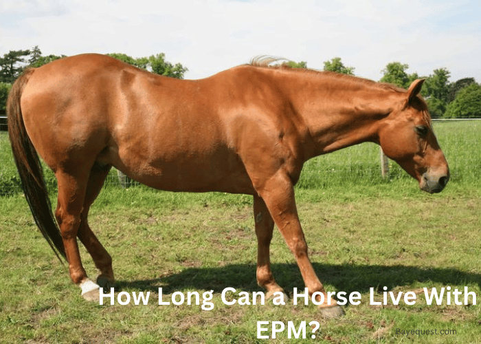 How Long Can a Horse Live With EPM