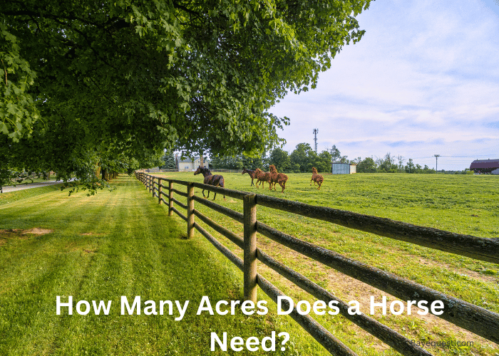 How Many Acres Does a Horse Need