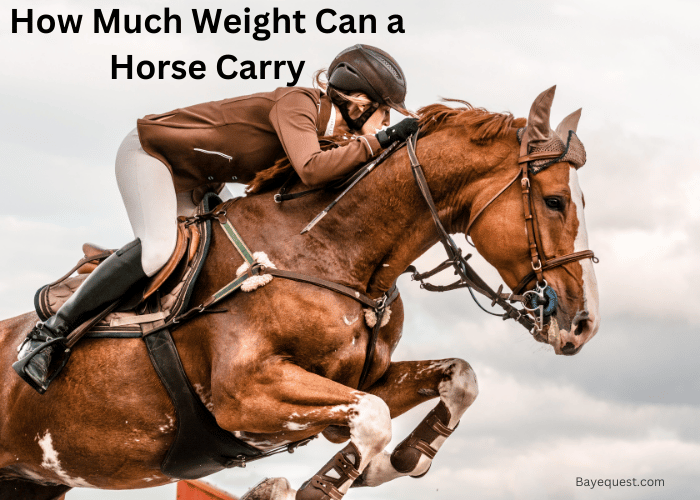 How Much Weight Can a Horse Carry