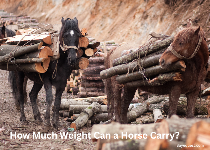 How Much Weight Can a Horse Carry