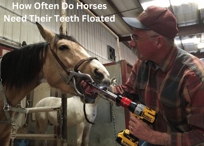 How Often Do Horses Need Their Teeth Floated