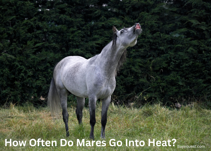 How Often Do Mares Go Into Heat