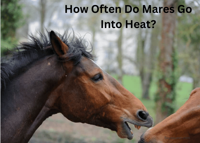 How Often Do Mares Go Into Heat