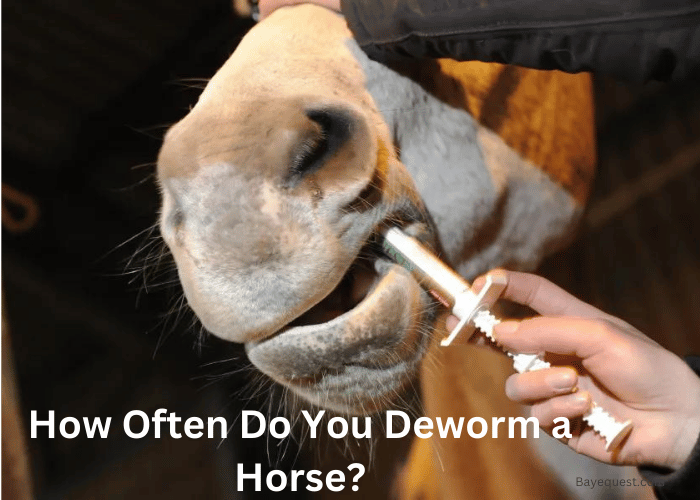 How Often Do You Deworm a Horse