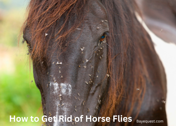 How to Get Rid of Horse Flies