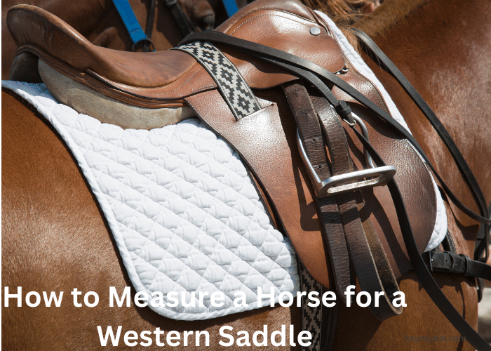 How to Measure a Horse for a Western Saddle