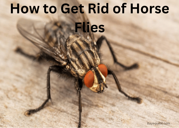 How to Get Rid of Horse Flies