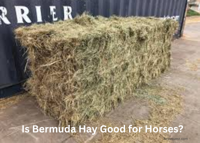 Is Bermuda Hay Good for Horses