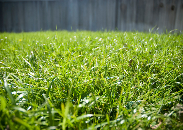 Is Bermuda Hay Good for Horses?