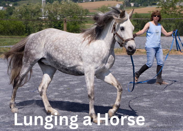 Lunging a Horse