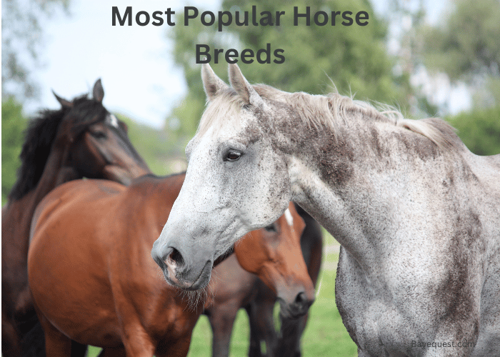 Most Popular Horse Breed