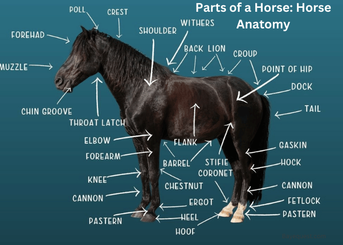 Parts of a Horse: Horse Anatomy