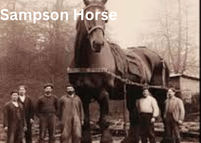 Sampson Horse