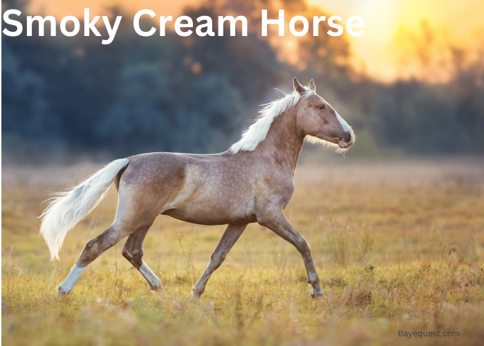 Smoky Cream Horse
