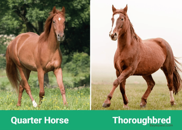 Thoroughbred Vs Quarter Horse