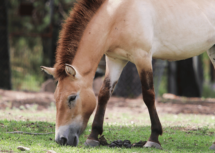 Preventive Measures and Solutions of Horse Eating Poop