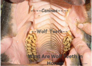 What Are Wolf Teeth in Horses? Let's Find Out Now