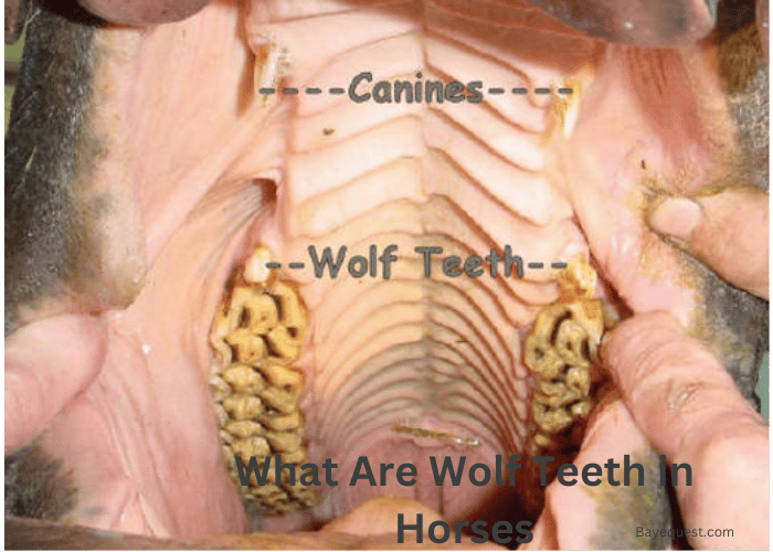 What Are Wolf Teeth in Horses