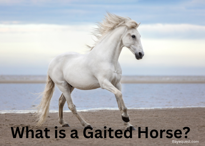 What is a Gaited Horse