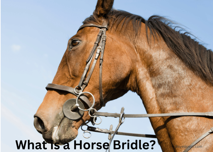 What is a Horse Bridle
