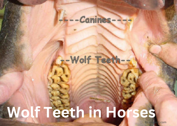 What Are Wolf Teeth in Horses