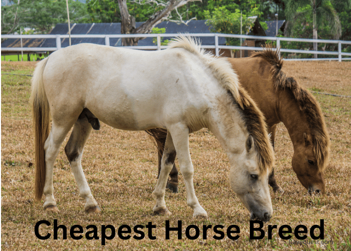 Cheapest Horse Breed