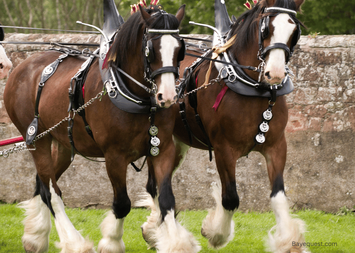 Clydesdale- Cheapest Horse Breed