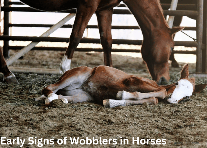 Early Signs of Wobblers in Horses