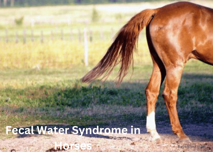 Fecal Water Syndrome in Horses