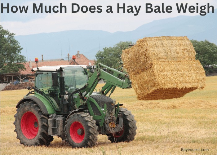 How Much Does a Hay Bale Weigh