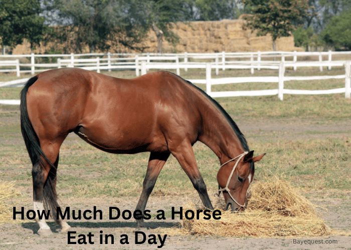 How Much Does a Horse Eat in a Day