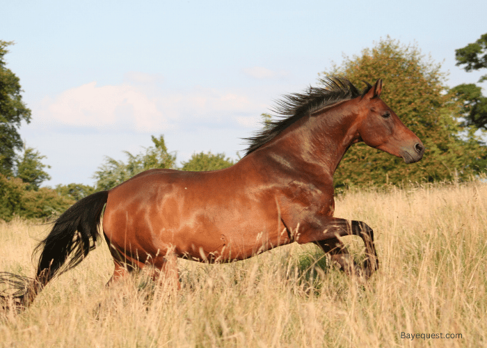 Mustang- Cheapest Horse Breed