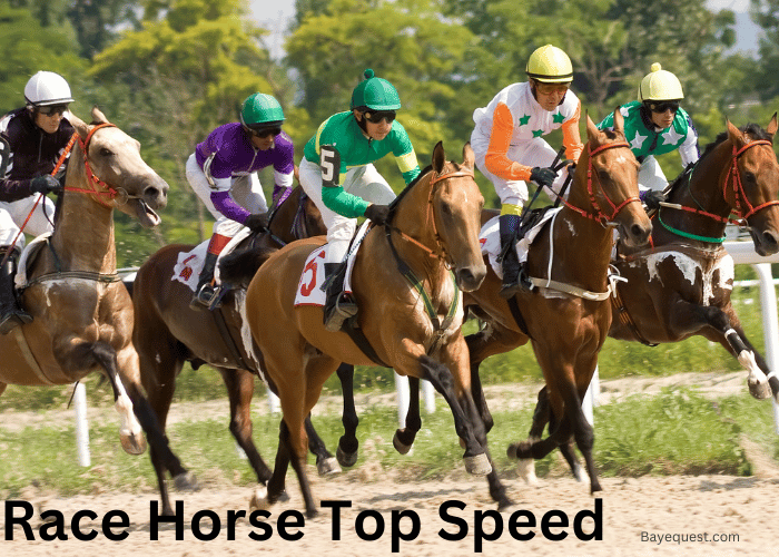 Race Horse Top Speed