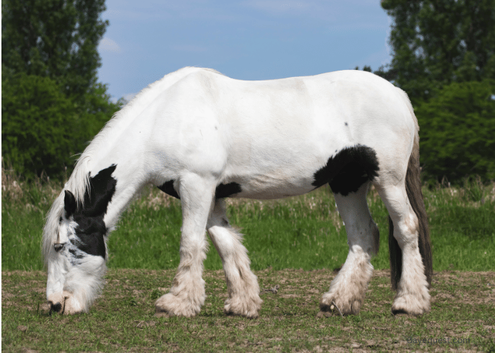 Romani vanners- Cheapest Horse Breed