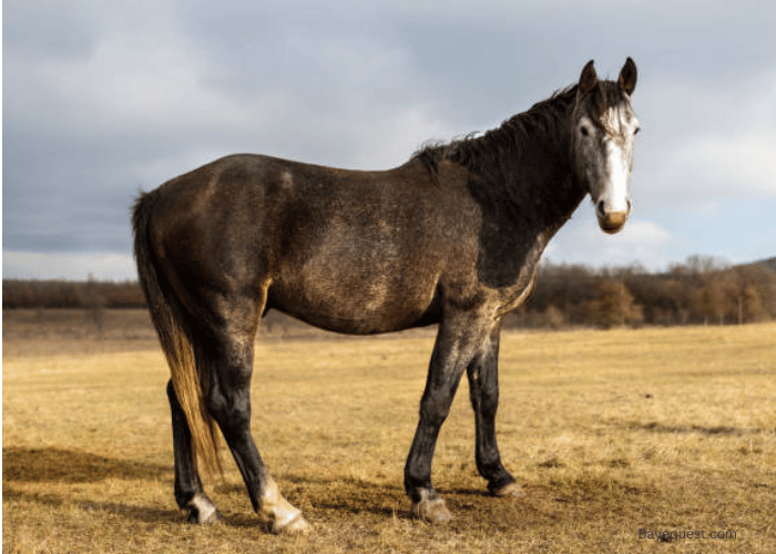 19 Top War Horse Breeds and Their History With Pictures