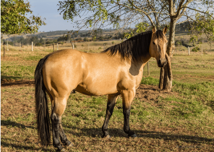 Sooty Buckskin