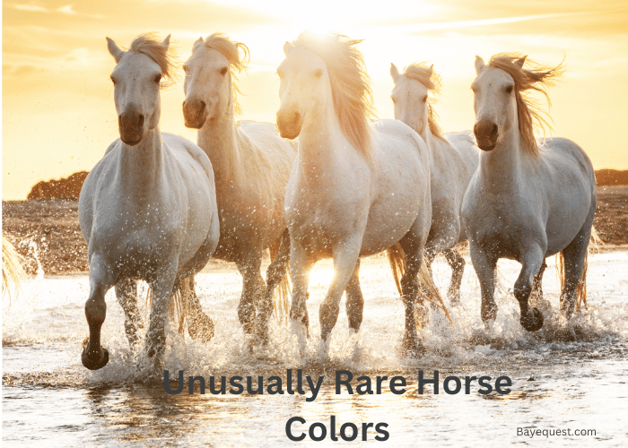 Unusually Rare Horse Colors