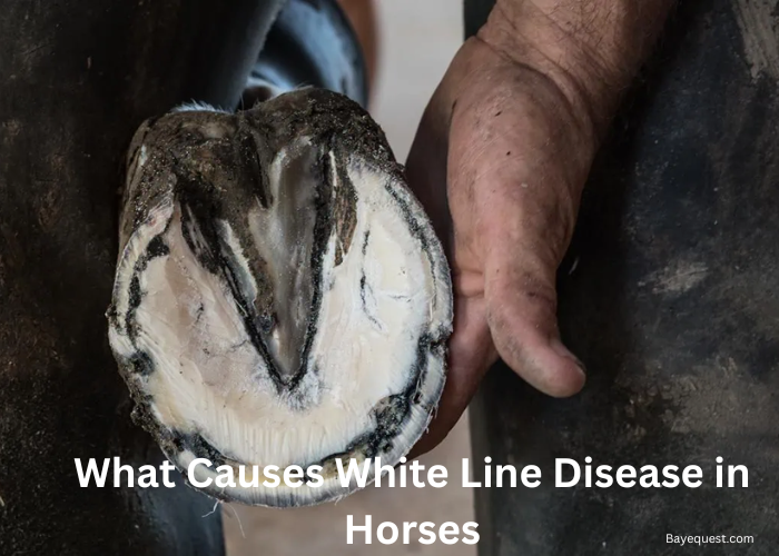 What Causes White Line Disease in Horses