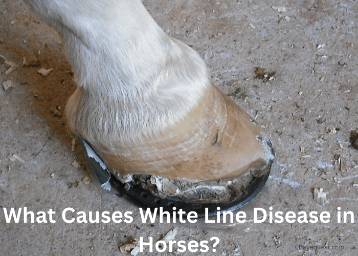 What Causes White Line Disease in Horses